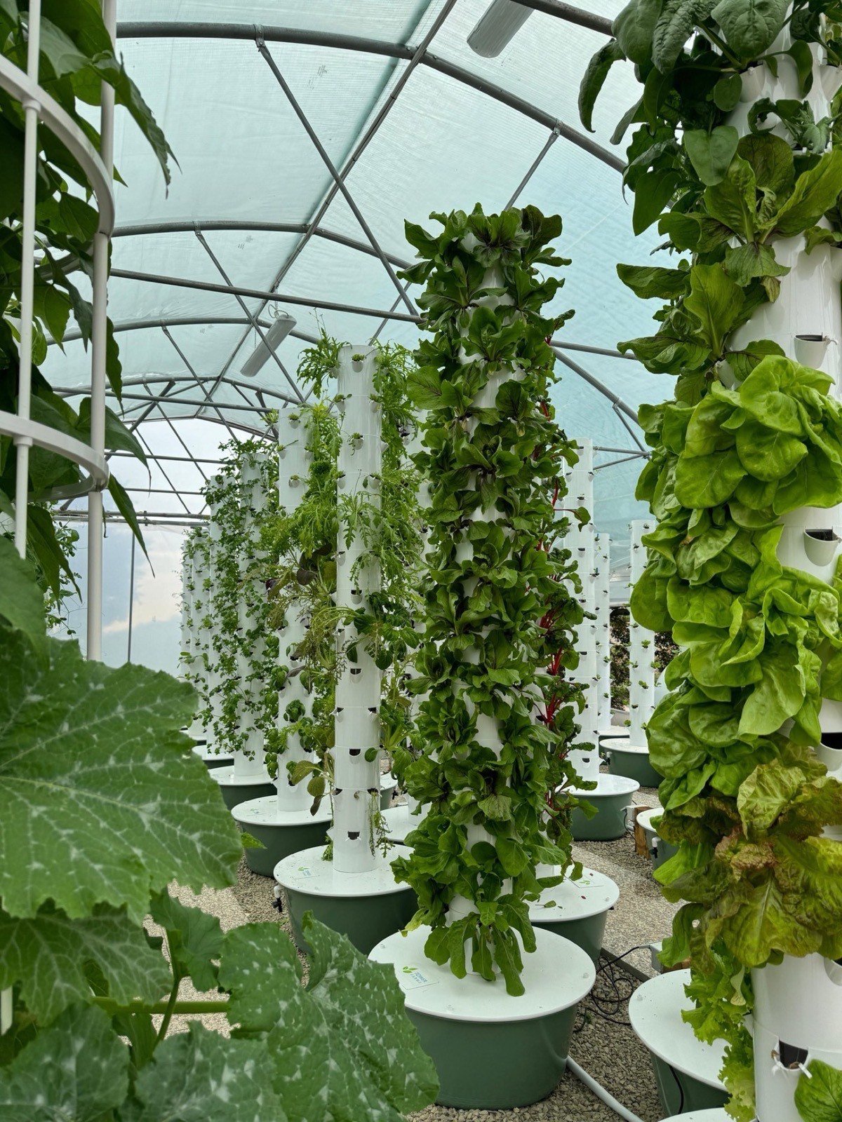 Dentro la Serra - torri aeroponiche